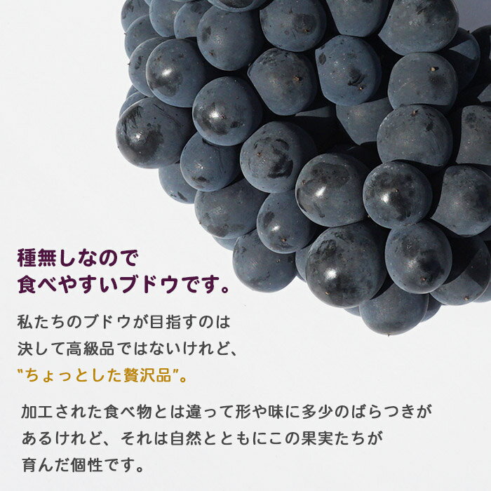 【ふるさと納税】先行予約＜旬のブドウ「ベリーA」約2kg＞ 果物 フルーツ ぶどう 葡萄 甘い おいしい 期間限定 季節限定 食べて応援 特産品 愛媛県 西予市【冷蔵】『2026年8月中旬から9月上旬迄に順次出荷予定』 - 画像2
