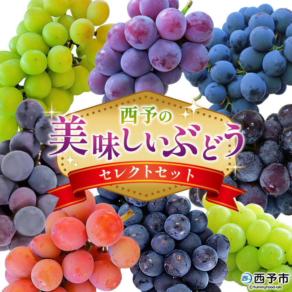 先行予約＜西予の美味しいぶどう セレクトセット＞ 果物 くだもの フルーツ ぶどう 葡萄 ブドウ 選べる セット 詰め合わせ つめあわせ 食べ比べ お楽しみ おまかせ 野菜ソムリエ 食べて応援 特産品 産地直送 西予ぶどう倶楽部 愛媛県 西予市【冷蔵】