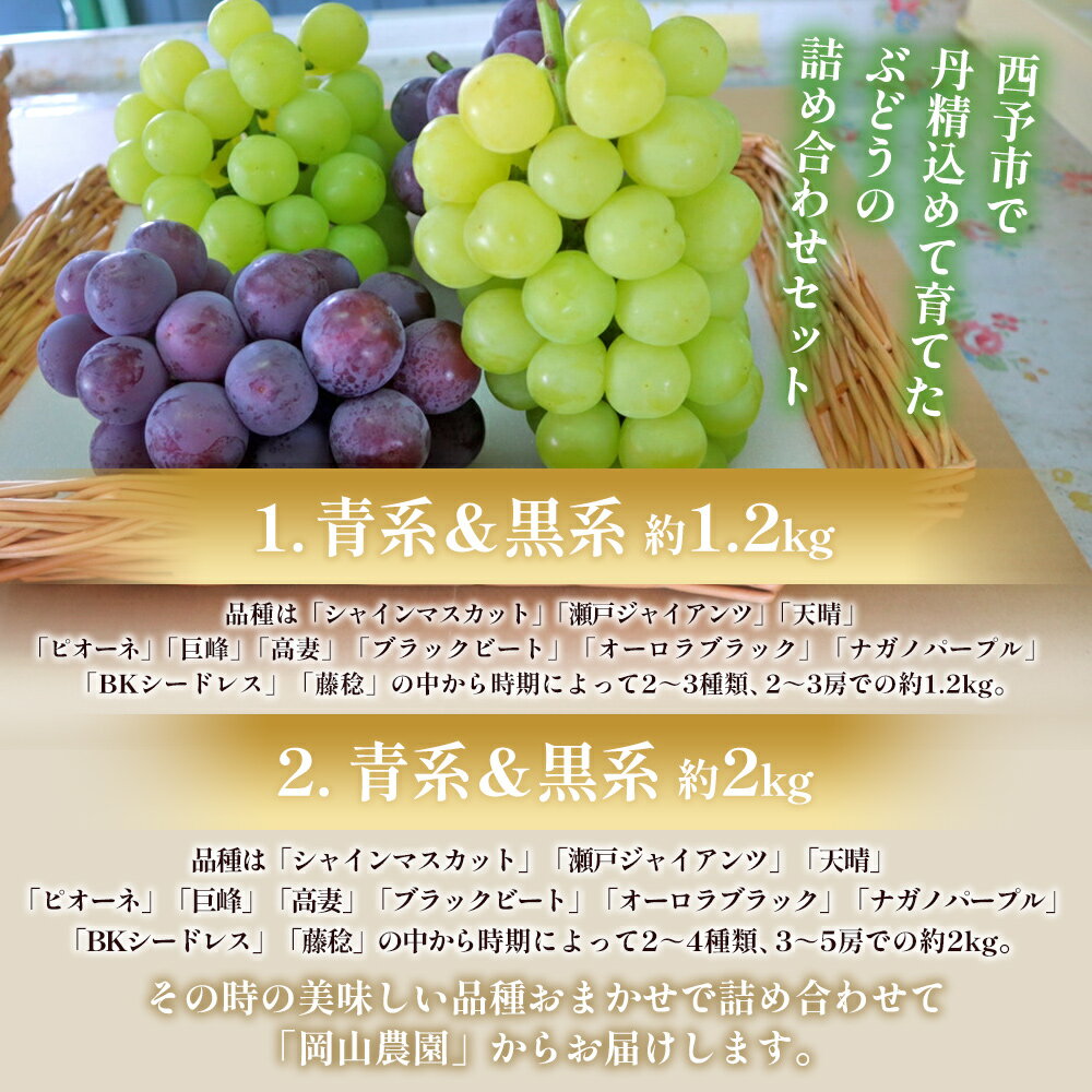 【ふるさと納税】先行予約＜西予の美味しいぶどう セレクトセット＞ 果物 くだもの フルーツ ぶどう 葡萄 ブドウ 選べる セット 詰め合わせ つめあわせ 食べ比べ お楽しみ おまかせ 野菜ソムリエ 食べて応援 特産品 産地直送 西予ぶどう倶楽部 愛媛県 西予市【冷蔵】 - 画像2