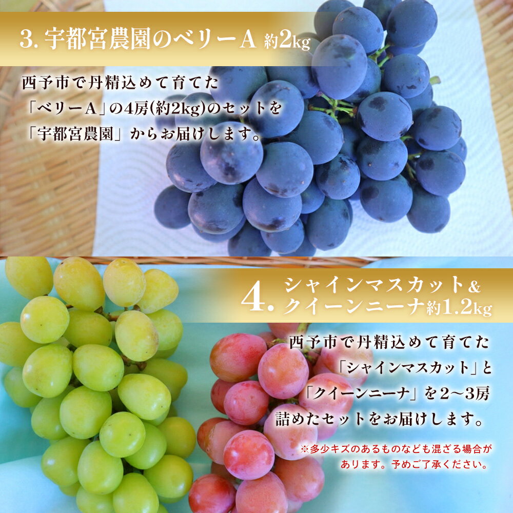 【ふるさと納税】先行予約＜西予の美味しいぶどう セレクトセット＞ 果物 くだもの フルーツ ぶどう 葡萄 ブドウ 選べる セット 詰め合わせ つめあわせ 食べ比べ お楽しみ おまかせ 野菜ソムリエ 食べて応援 特産品 産地直送 西予ぶどう倶楽部 愛媛県 西予市【冷蔵】 - 画像3