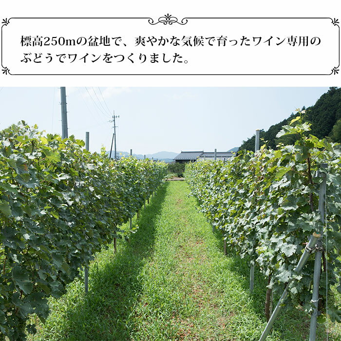 【ふるさと納税】＜光ワイン「ロゼ」720ml 2本セット＞ ロゼワイン お酒 アルコール お祝い 内祝い 家飲み 宅飲み 乾杯 光農場 特産品 愛媛県 西予市 【常温】『1か月以内に順次出荷予定』 サムネイル2