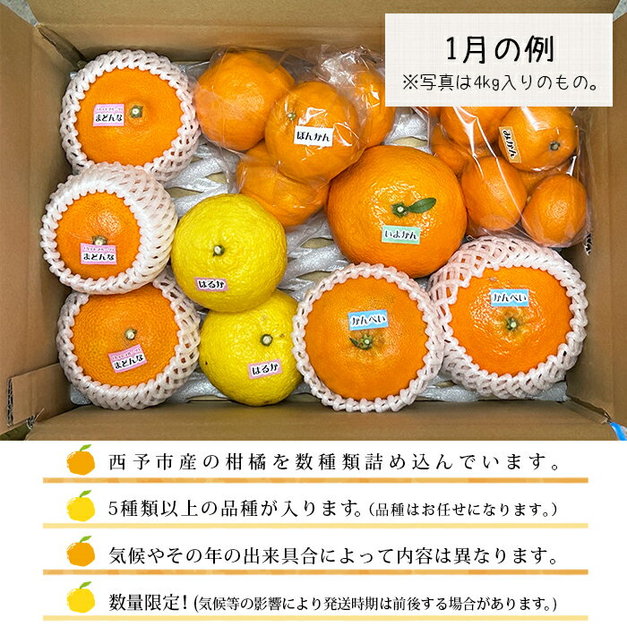 【ふるさと納税】＜愛媛県明浜産 ジュエリーボックス(柑橘編) 柑橘多品種 計約4kg＞ みかん ミカン せとか きよみ いよかん ばんかん はるか 果物 フルーツ デザート 渡江から一歩を踏み出す会 特産品 愛媛県 西予市 【常温】『ご希望の配送月をお選びください』 サムネイル3