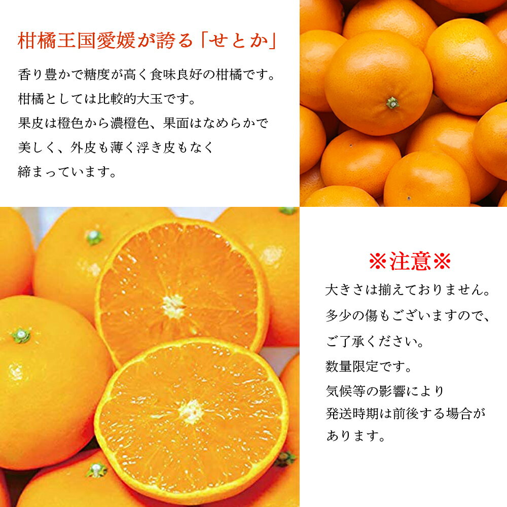 【ふるさと納税】数量限定＜愛媛西予市産 せとか 約1kg／2kg＞ 果物 くだもの フルーツ 柑橘類 ミカン みかん 甘い 特産品 糖度 家庭用 自宅用 産地直送 渡江から一歩を踏み出す会 食べて応援 愛媛県 西予市 【常温】『2026年3月上旬～3月下旬順次発送予定』 サムネイル2