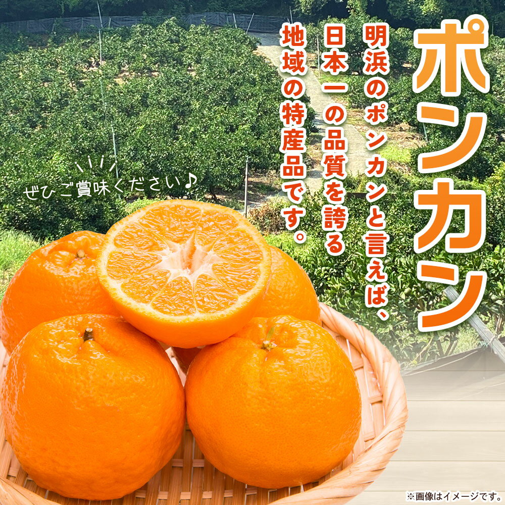 【ふるさと納税】先行予約＜明浜産 ポンカン M～2Lサイズ 約4kg 贈答用＞ 果物 くだもの フルーツ 蜜柑 みかん ミカン 柑橘 贈答 ギフト ぽんかん 食べて応援 国産 愛媛県産 特産品 俵津農地ヘルパー組合 愛媛県 西予市【常温】『2026年1月から2月迄に順次出荷予定』 サムネイル2