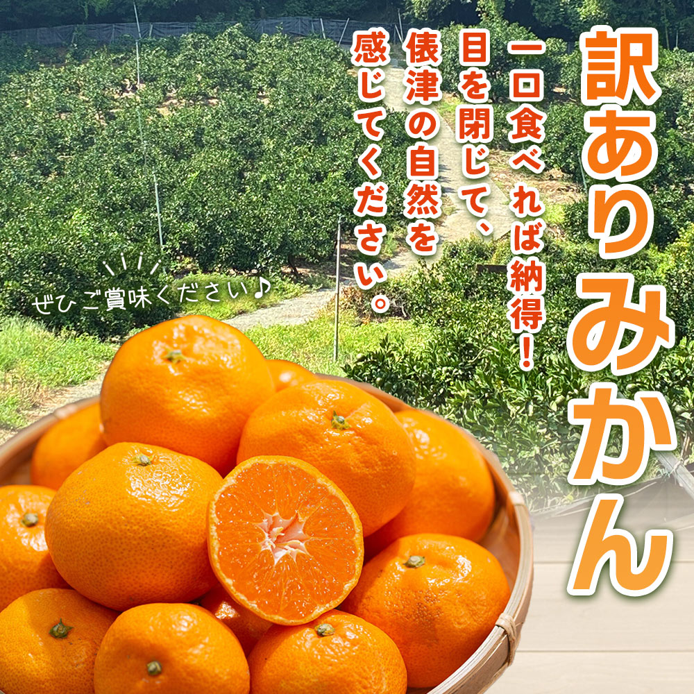 【ふるさと納税】先行予約＜明浜産 訳あり みかん 約5kg＞ 果物 くだもの フルーツ 蜜柑 みかん ミカン 柑橘 ワケアリ 家庭用 食べて応援 国産 愛媛県産 特産品 俵津農地ヘルパー組合 愛媛県 西予市【常温】『2025年11月から12月迄に順次出荷予定』 サムネイル2