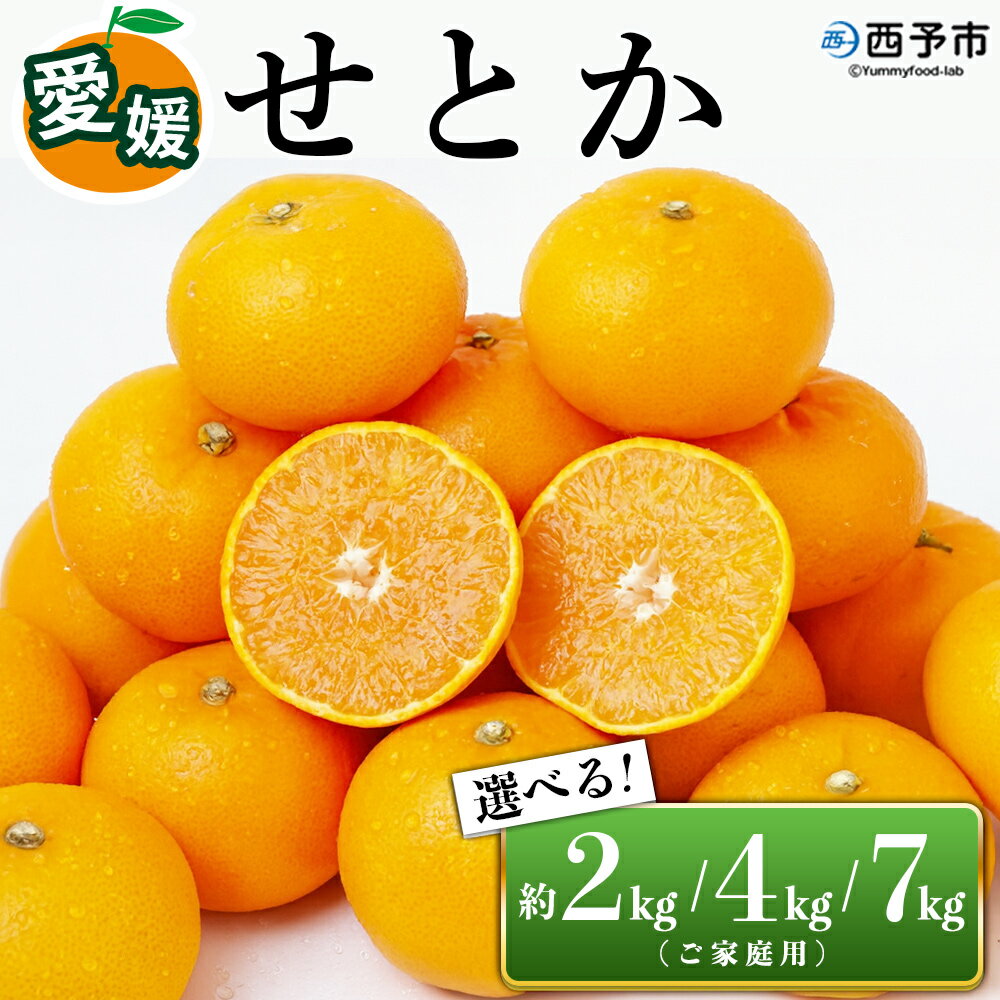 先行予約＜愛媛県西予市産 せとか ご家庭用 約2kg／4kg／7kg＞ 訳あり 不揃い 傷 果物 フルーツ みかん ミカン 蜜柑 セトカ オレンジ 柑橘類 選べる 甘い 期間限定 食べて応援 特産品 宇都宮物産 【常温】『2026年2月下旬～4月上旬迄に順次出荷予定』
