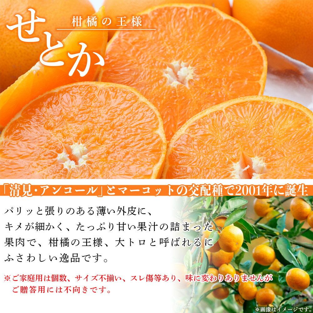 【ふるさと納税】先行予約＜愛媛県西予市産 せとか ご家庭用 約2kg／4kg／7kg＞ 訳あり 不揃い 傷 果物 フルーツ みかん ミカン 蜜柑 セトカ オレンジ 柑橘類 選べる 甘い 期間限定 食べて応援 特産品 宇都宮物産 【常温】『2026年2月下旬～4月上旬迄に順次出荷予定』 サムネイル2
