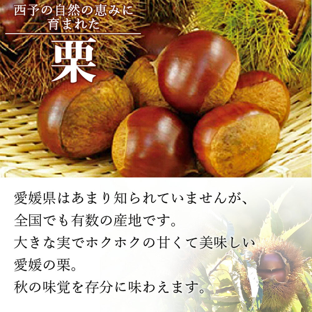 【ふるさと納税】＜栗 約1kg／2kg／3kg（2Lまたは3Lサイズ）愛媛県西予市産＞ 選べる 中生栗 完熟栗 和栗 クリ くり 果物 フルーツ マロン モンブラン 栗ご飯 栗きんとん 甘露煮 旬 特産品 国産 秋の味覚 宇都宮物産【冷蔵】『2025年9月上旬～10月中旬迄に順次出荷予定』 サムネイル2