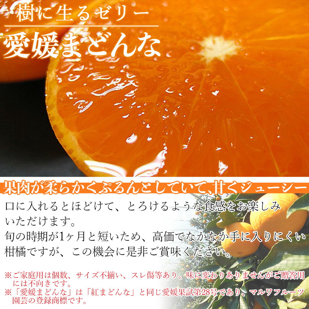 【ふるさと納税】先行予約 紅まどんなと同品種！＜愛媛県西予市産 愛媛まどんな 家庭用 約2kg／4kg／7kg＞ 訳あり 柑橘 果物 フルーツ オレンジ 愛媛果試第28号 期間限定 選べる マドンナ 食べて応援 宇都宮物産【常温】『2025年12月上旬～2026年1月中旬迄に順次出荷予定』 サムネイル2