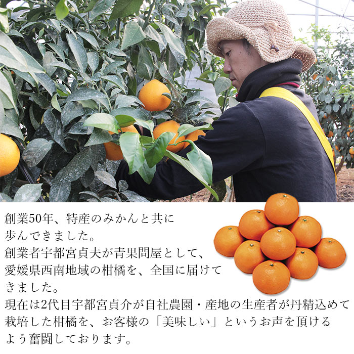 【ふるさと納税】先行予約 紅まどんなと同品種！＜愛媛まどんな 約2.5kg（約7～15個入り）＞柑橘 フルーツ オレンジ マドンナ 愛媛果試第28号 期間限定 季節 食べて応援 贈答用 ギフト 特産品 宇都宮物産 愛媛県 西予市【常温】『2025年11月下旬～12月下旬迄に順次出荷予定』 サムネイル3