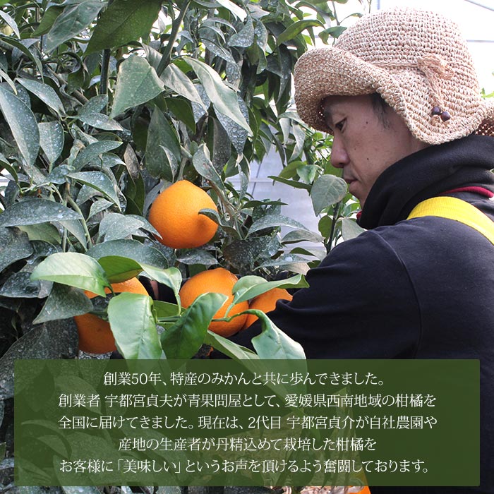 【ふるさと納税】＜せとか 約2.5kg（約7～15個入）＞ 果物 フルーツ くだもの みかん ミカン 蜜柑 セトカ オレンジ 柑橘類 甘い 食べて応援 贈答用 ギフト プレゼント 贈り物 期間限定 数量限定 旬 特産品 愛媛県 西予市【常温】『2026年2月下旬～3月下旬迄に順次出荷予定』 サムネイル3