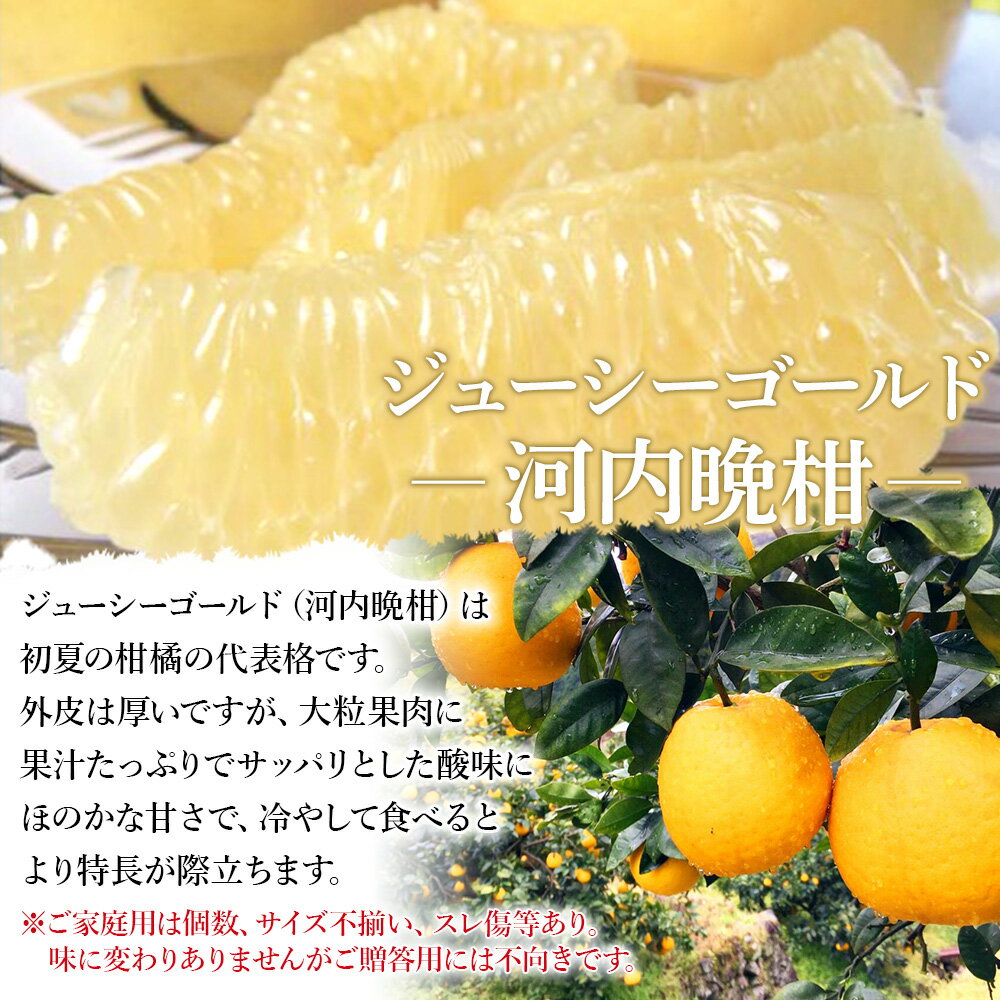 【ふるさと納税】先行予約＜ジューシーゴールド（河内晩柑） ご家庭用 約4kg／6kg＞ 訳あり 果物 フルーツ かわちばんかん じゅーしーごーるど みかん 蜜柑 オレンジ 柑橘 食べて応援 特産品 宇都宮物産 愛媛県 西予市 【常温】『2026年4月中旬～6月中旬迄に順次出荷予定』 サムネイル2
