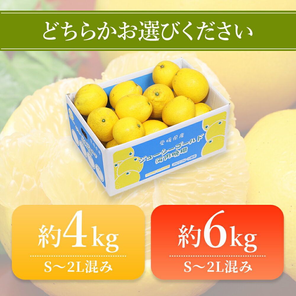 【ふるさと納税】先行予約＜ジューシーゴールド（河内晩柑） ご家庭用 約4kg／6kg＞ 訳あり 果物 フルーツ かわちばんかん じゅーしーごーるど みかん 蜜柑 オレンジ 柑橘 食べて応援 特産品 宇都宮物産 愛媛県 西予市 【常温】『2026年4月中旬～6月中旬迄に順次出荷予定』 サムネイル3