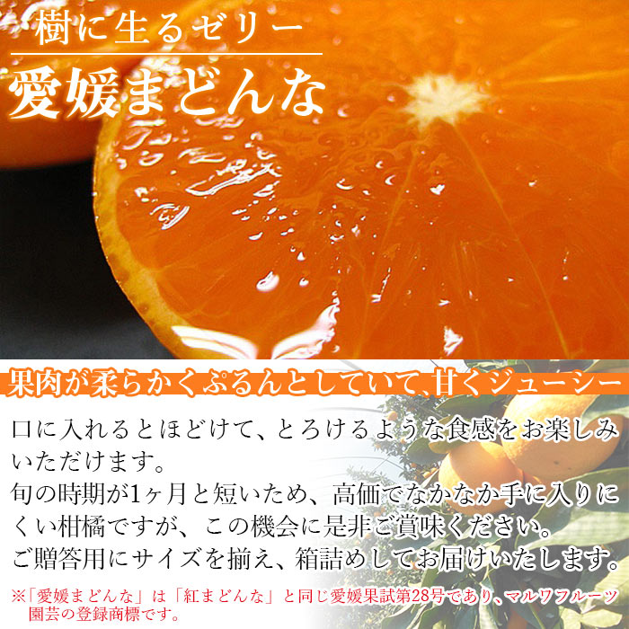 【ふるさと納税】先行予約 紅まどんなと同品種！＜愛媛まどんな 約2.5kg（約7～15個入り）＞柑橘 フルーツ オレンジ マドンナ 愛媛果試第28号 期間限定 季節 食べて応援 贈答用 ギフト 特産品 宇都宮物産 愛媛県 西予市【常温】『2025年11月下旬～12月下旬迄に順次出荷予定』 サムネイル2