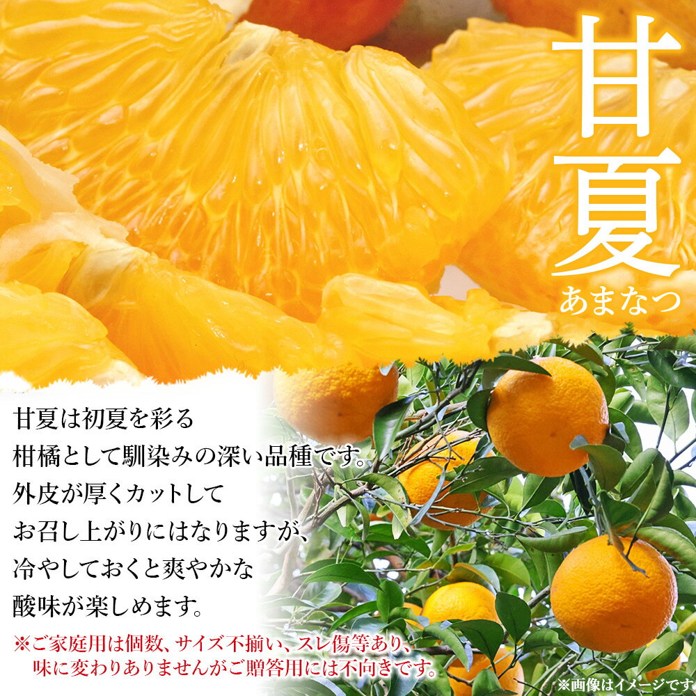 【ふるさと納税】＜愛媛県西予市産 甘夏 ご家庭用 約6kg＞ 訳あり S～2Lサイズ混合 果物 くだもの フルーツ みかん ミカン 蜜柑 あまなつ オレンジ 柑橘 不揃い 食べて応援 特産品 宇都宮物産 愛媛県 西予市【常温】『2026年3月中旬～5月中旬迄に順次出荷予定』 サムネイル2
