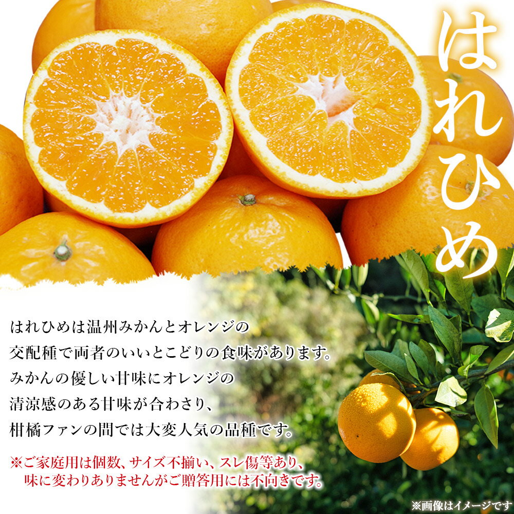 【ふるさと納税】＜愛媛県西予市産 はれひめ ご家庭用 約4kg＞ 訳あり ワケアリ 不揃い 果物 くだもの フルーツ みかん ミカン 蜜柑 柑橘 オレンジ おれんじ ハレヒメ 食べて応援 特産品 宇都宮物産 愛媛県 西予市【常温】『2026年1月上旬～2月上旬迄に順次出荷予定』 サムネイル2