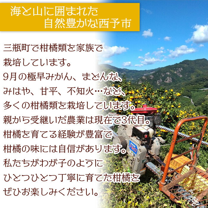 【ふるさと納税】＜甘平 約3kg 贈答用＞ 果物 オレンジ フルーツ かんぺい カンペイ 柑橘類 みかん ミカン 蜜柑 ポンカン 西之香 ギフト 贈り物 プレゼント 食べて応援 特産品 山本果樹園 西宇和 愛媛県 西予市 【常温】『2026年2月上旬～2月下旬迄に順次出荷予定』 サムネイル3