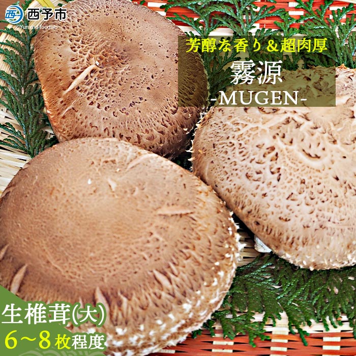 ＜原木 生椎茸「霧源（MUGEN）」約500g（6～8枚）芳醇な香りと肉厚の食感 愛媛県産＞ 肉厚 しいたけ キノコ きのこ 野菜 ジューシー ステーキ 横林自治振興協議会 食べて応援 特産品 愛媛県 西予市【冷蔵】『12月から翌年2月までに順次出荷予定』