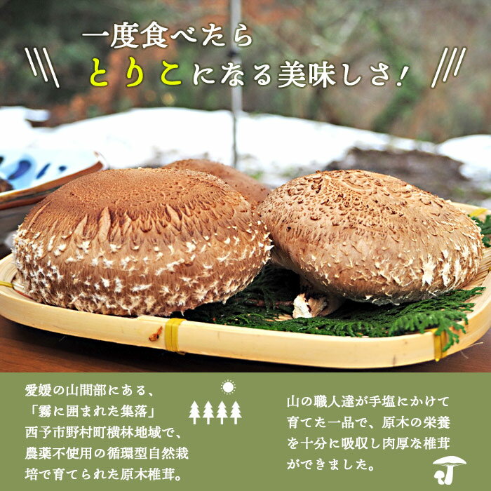 【ふるさと納税】＜原木 生椎茸「霧源（MUGEN）」約500g（6～8枚）芳醇な香りと肉厚の食感 愛媛県産＞ 肉厚 しいたけ キノコ きのこ 野菜 ジューシー ステーキ 横林自治振興協議会 食べて応援 特産品 愛媛県 西予市【冷蔵】『12月から翌年2月までに順次出荷予定』 - 画像2