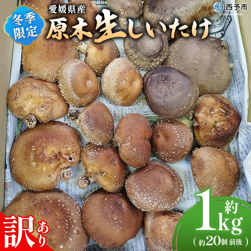 ＜冬季限定 原木生しいたけ 訳あり 約1kg＞ 20個前後 原木生椎茸 しいたけ シイタケ きのこ 家庭用 バーベキュー BBQ すき焼き しゃぶしゃぶ 料理 国産 愛媛県産 横林自治振興協議会 愛媛県 西予市【冷蔵】『2025年11月中旬～2026年3月上旬に順次出荷予定』