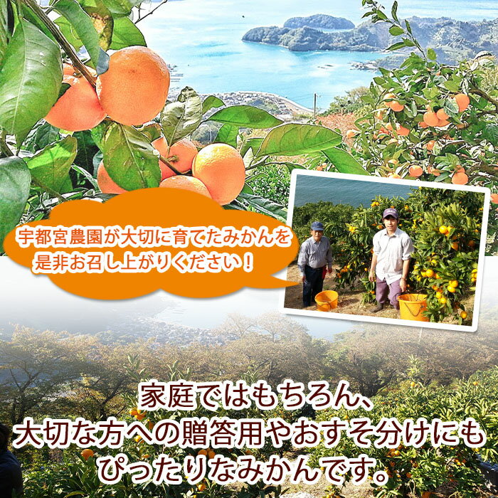 【ふるさと納税】＜産地直送！愛媛県明浜町産 温州みかん 約8kg＞ ミカン 蜜柑 柑橘類 フルーツ 果物 甘い おいしい おすそ分け ギフト 贈答 特産品 季節限定 期間限定 旬 宇都宮農園 愛媛県 西予市【常温】『2025年11月上旬～2026年1月中旬迄に順次出荷予定』 サムネイル3