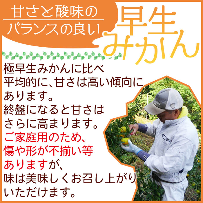 【ふるさと納税】＜安樹屋 愛媛県明浜産 温州みかん（早生） 約5kg 家庭用＞ 柑橘類 みかん ミカン 果物 フルーツ 安樹屋 愛媛県 西予市 【常温】『2025年11月中旬～11月末迄に順次出荷予定』 サムネイル2