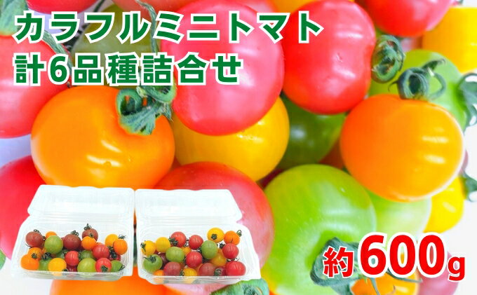 【ふるさと納税】「栗林農園」カラフルミニトマト詰合 600g トマトベリー ピーチチェリー イエローミミ サングリーン トスカーナバイオレット プリンセスオレンジ 6品種 　お届け：2025年11月上旬～2026年7月中旬 - 画像2