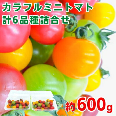 「栗林農園」カラフルミニトマト詰合 600g トマトベリー ピーチチェリー イエローミミ サングリーン トスカーナバイオレット プリンセスオレンジ 6品種 　お届け：2025年11月上旬～2026年7月中旬