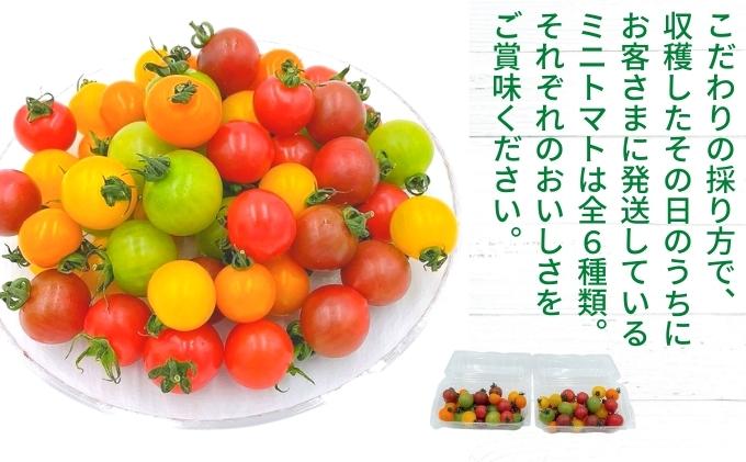 【ふるさと納税】「栗林農園」カラフルミニトマト詰合 600g トマトベリー ピーチチェリー イエローミミ サングリーン トスカーナバイオレット プリンセスオレンジ 6品種 　お届け：2025年11月上旬～2026年7月中旬 - 画像3