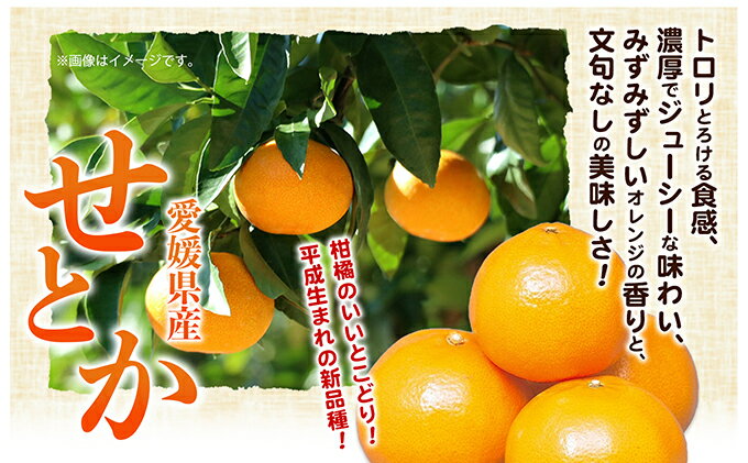 【ふるさと納税】せとか ハウス栽培　赤秀　約3kg 果物類 みかん 柑橘 フルーツ 食後 デザート ジューシー 甘い コク 香り 国産 愛媛県産 愛媛県産せとか 　お届け：2026年1月中旬～2月下旬 サムネイル3