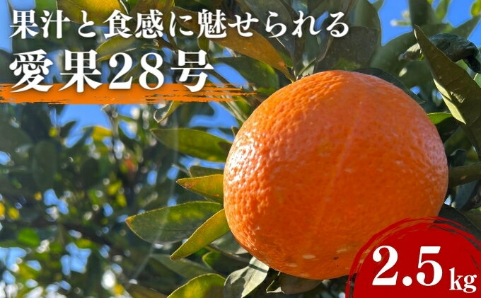 【ふるさと納税】愛果28号 約2.5kg 東温市産 サイズお任せ 「 紅まどんな 」の同一品種（品種名： 愛媛果試28号 ） 今が旬 農園直送 みかん 人気 数量限定 先行予約 愛媛みかん かんきつ 愛媛県 フルーツ 果物 くだもの 甘い 　お届け：2025年12月中旬～2026年1月下旬 サムネイル2