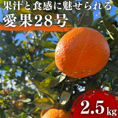 愛果28号 約2.5kg 東温市産 サイズお任せ 「 紅まどんな 」の同一品種（品種名： 愛媛果試28号 ） 今が旬 農園直送 みかん 人気 数量限定 先行予約 愛媛みかん かんきつ 愛媛県 フルーツ 果物 くだもの 甘い 　お届け：2025年12月中旬～2026年1月下旬