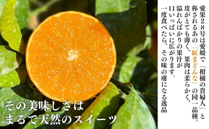 【ふるさと納税】愛果28号 約2.5kg 東温市産 サイズお任せ 「 紅まどんな 」の同一品種（品種名： 愛媛果試28号 ） 今が旬 農園直送 みかん 人気 数量限定 先行予約 愛媛みかん かんきつ 愛媛県 フルーツ 果物 くだもの 甘い 　お届け：2025年12月中旬～2026年1月下旬 サムネイル3
