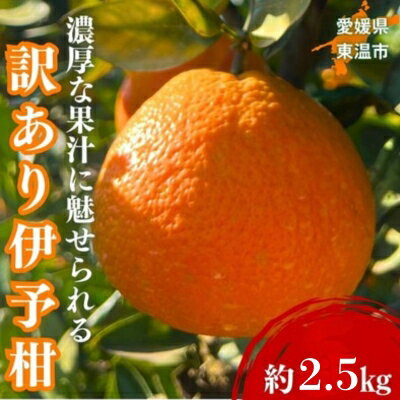 訳あり伊予柑 約2.5kg 東温市産 サイズお任せ 今が旬 農園直送 みかん 人気 数量限定 先行予約 柑橘 蜜柑 ミカン 愛媛みかん かんきつ 国産 愛媛県 産地直送 フルーツ 果物 くだもの 甘い 2.5キロ箱 大粒 果実　お届け：2026年1月下旬～2月下旬