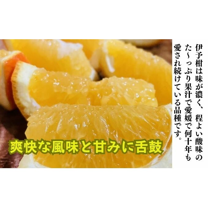 【ふるさと納税】訳あり伊予柑 約2.5kg 東温市産 サイズお任せ 今が旬 農園直送 みかん 人気 数量限定 先行予約 柑橘 蜜柑 ミカン 愛媛みかん かんきつ 国産 愛媛県 産地直送 フルーツ 果物 くだもの 甘い 2.5キロ箱 大粒 果実　お届け：2026年1月下旬～2月下旬 サムネイル3