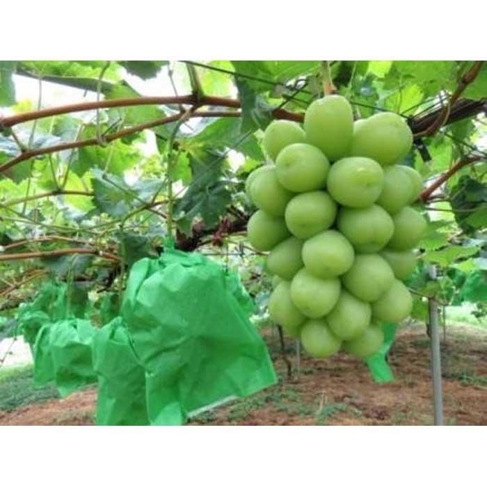 【ふるさと納税】内子町産 シャインマスカット 青秀以上 3～5房 約2kg ＜2026年8月下旬～発送開始＞ | ブドウ 愛媛県産 新鮮 シャインマスカット 旬 フルーツ 果物 くだもの 食品 人気 おすすめ 送料無料 サムネイル3