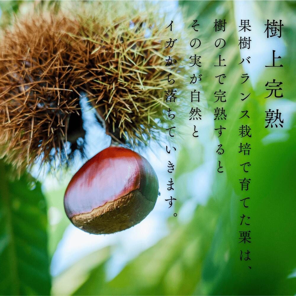 【ふるさと納税】完熟石畳栗　焼き栗（700g 3Lサイズ） | 栗 焼き栗 熟成 栗 愛媛県 栗 大人気 栗 美味しい 栗 完熟栗 人気栗 美味しい 焼き栗 愛媛県栗 栗 マロン 美味しいマロン 栗 焼き栗 食品 加工食品 人気 おすすめ 送料無料 サムネイル3