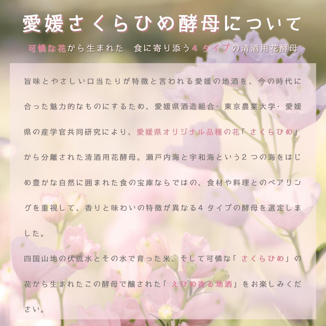 【ふるさと納税】内子の地酒「さくらひめ」セット　720ml×2本 | お酒 さけ 人気 おすすめ 送料無料 ギフト サムネイル2