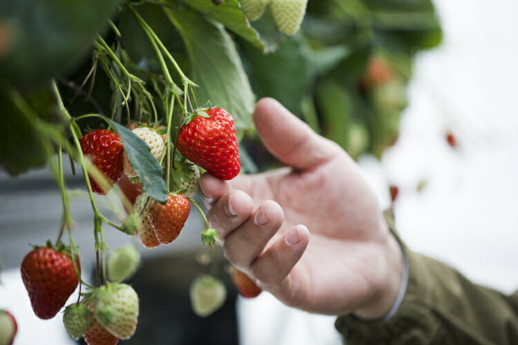 【ふるさと納税】冷凍いちご 2kg あかまつ農園 ＜苺 いちご イチゴ 果物 フルーツ 農家直送 レッドパール 紅い雫 スムージー ジャム お菓子づくり＞ サムネイル3