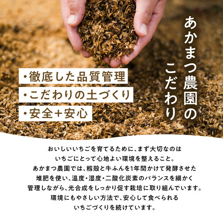 【ふるさと納税】【2026年春収穫分】【先行予約】レッドパール 4パック（約720g） | いちご イチゴ 苺 大福 ジャム タルト アイス ケーキ ギフト あかまつ農園 ※離島への配送不可 ※2026年2月中旬頃より順次発送予定 サムネイル2