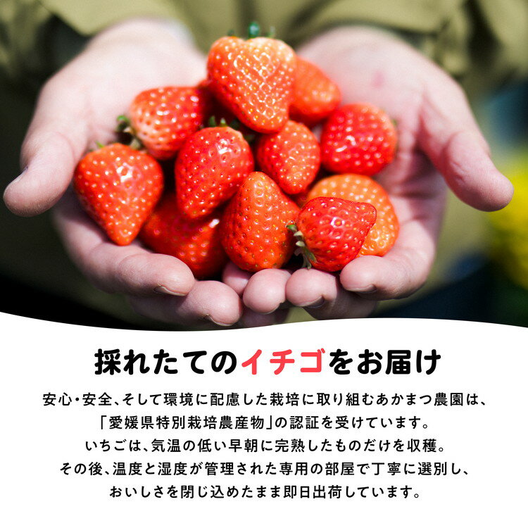 【ふるさと納税】【2026年春収穫分】【先行予約】レッドパール 4パック（約720g） | いちご イチゴ 苺 大福 ジャム タルト アイス ケーキ ギフト あかまつ農園 ※離島への配送不可 ※2026年2月中旬頃より順次発送予定 サムネイル3