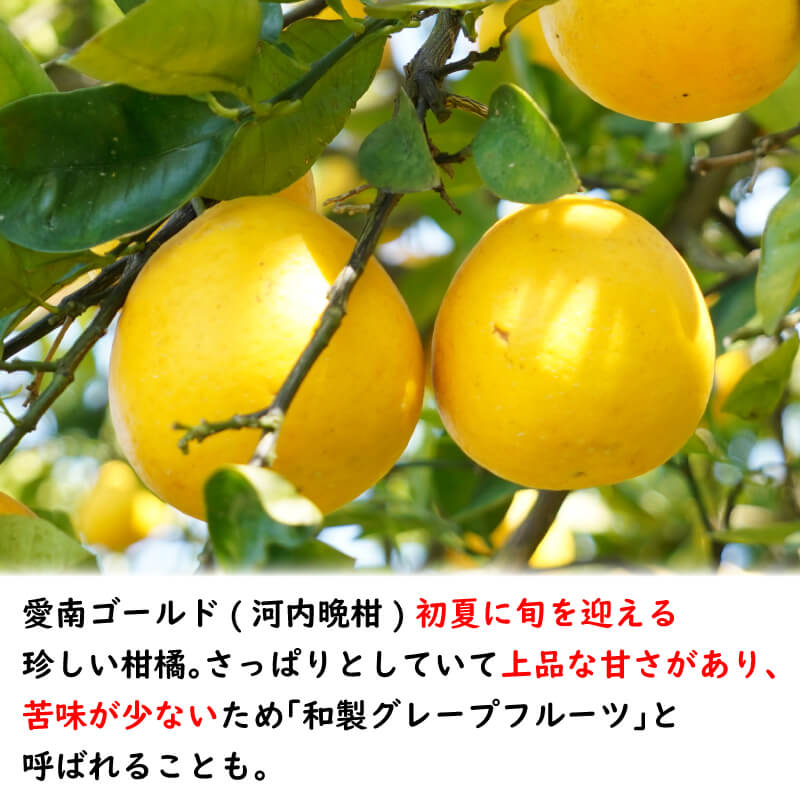 【ふるさと納税】 数量限定 先行予約 河内晩柑 5kg 7000円 みかん かわちばんかん ミカン mikan 愛南ゴールド あいなん ゴールド 文旦 派生 国産 期間限定 ギフト プレゼント 甘い おいしい フルーツ 果物 柑橘 蜜柑 アイス ゼリー ジュース 等に 岡平農園 愛南町 愛媛県 サムネイル2