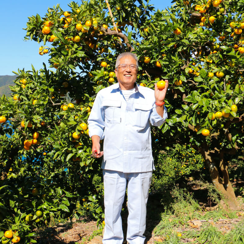 【ふるさと納税】 数量限定 先行予約 河内晩柑 5kg 7000円 みかん かわちばんかん ミカン mikan 愛南ゴールド あいなん ゴールド 文旦 派生 国産 期間限定 ギフト プレゼント 甘い おいしい フルーツ 果物 柑橘 蜜柑 アイス ゼリー ジュース 等に 岡平農園 愛南町 愛媛県 サムネイル3