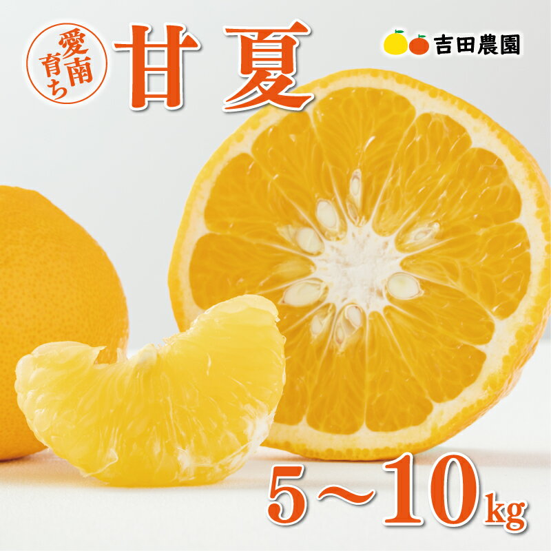 数量限定 先行予約 選べる容量 甘夏 5kg 10kg みかん あまなつ 夏みかん グレープフルーツ だいだい 産地直送 国産 農家直送 期間限定 特産品 マーマレード ピール ジュース デザート 人気 甘い おいしい フルーツ 果物 柑橘 蜜柑 吉田農園 愛南町 愛媛県