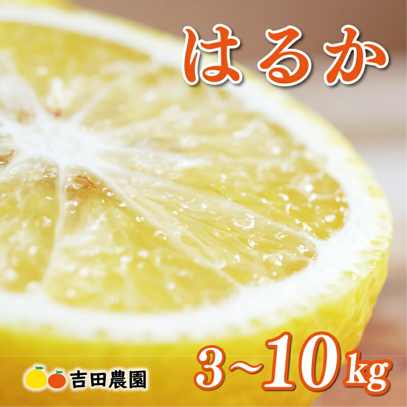数量限定 先行予約 選べる 内容量 はるか 3kg 5kg 10kg 7000円 10000円 18000円 みかん mikan 蜜柑 ミカン 国産 産地直送 農家直送 期間限定 特産品 ゼリー ジュース アイス 等に 人気 限定 フルーツ 果物 柑橘 甘い おいしい 吉田農園 愛南町 愛媛県