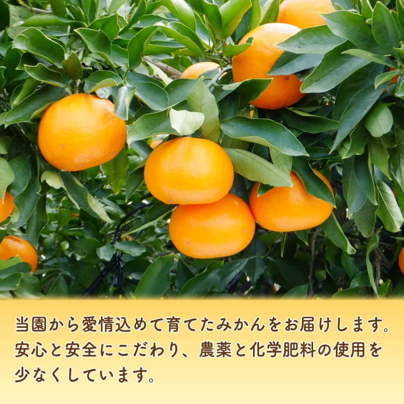 【ふるさと納税】 高評価 ★4.76 数量限定 先行予約 訳あり or 通常品 せとか 3kg みかん サイズミックス 14000円 18000円 高級 人気 ブランド プレミアム 柑橘 果物 フルーツ 期間限定 国産 わけあり mikan 蜜柑 ミカン 甘い おいしい 大トロ 吉田農園 愛南町 愛媛県 - 画像3