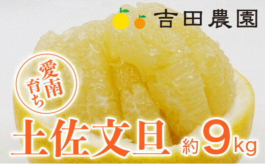 数量限定 先行予約 土佐文旦 9kg 14000円 みかん 文旦 ぶんたん 国産 産地直送 農家直送 期間限定 ビタミン 特産品 人気 さわやか 甘い フルーツ 果物 果実 柑橘 蜜柑 おいしい 愛媛 みかん ブランド ゼリー ジュース マーマレード 愛南町 愛媛県 吉田農園