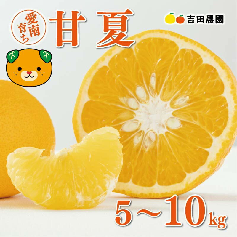 数量限定 先行予約 選べる容量 甘夏 5kg 10kg みかん あまなつ 夏みかん グレープフルーツ だいだい 産地直送 国産 農家直送 期間限定 特産品 マーマレード ピール ジュース デザート 人気 甘い おいしい フルーツ 果物 柑橘 蜜柑 吉田農園 愛南町 愛媛県