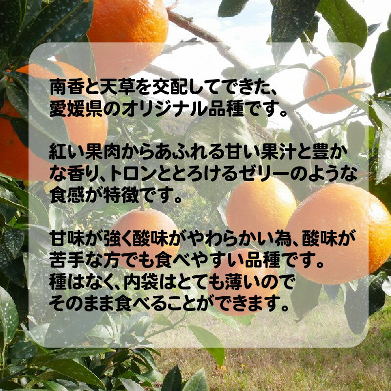 【ふるさと納税】 数量限定 先行予約 選べる 規格 訳あり 愛媛 まどんな 3kg みかん 家庭用 愛果28号 紅まどんな 同品種 あいか 高級 人気 ブランド 柑橘 果物 フルーツ 期間限定 産地直送 国産 わけあり 特産品 mikan 蜜柑 ミカン マドンナ 吉田農園 愛南町 愛媛県 サムネイル2