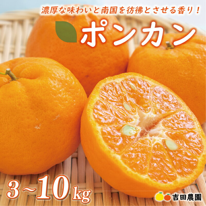 【高評価★4.64】 数量限定 先行予約 選べる内容 ポンカン 3kg 5kg 10kg 訳あり 通常品 期間限定 みかん mikan 蜜柑 ミカン わけあり ぽんかん 国産 人気 甘い フルーツ 果物 柑橘 おいしい サイズ ミックス 吉田農園 愛南町 愛媛県